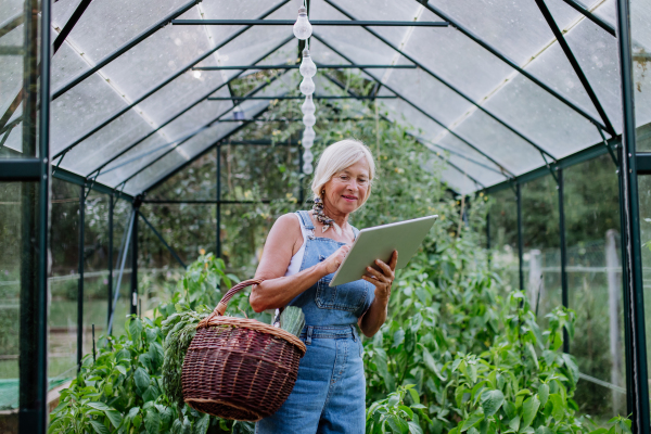 Senior woman using digital tablet and handling orders of her homegrown organic vegetables in greenhouse, small business concept.