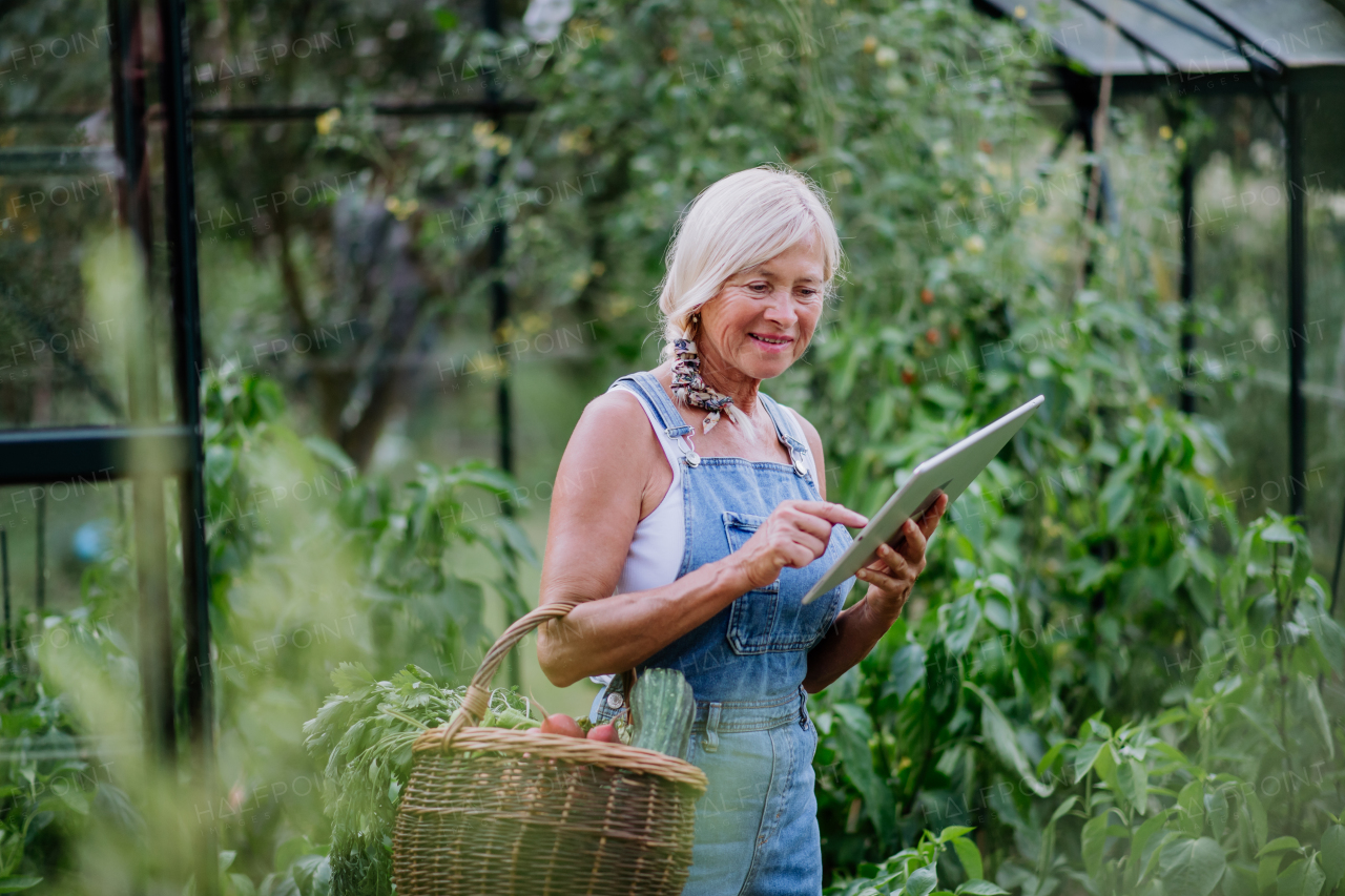 Senior woman using digital tablet and handling orders of her homegrown organic vegetables in greenhouse, small business concept.