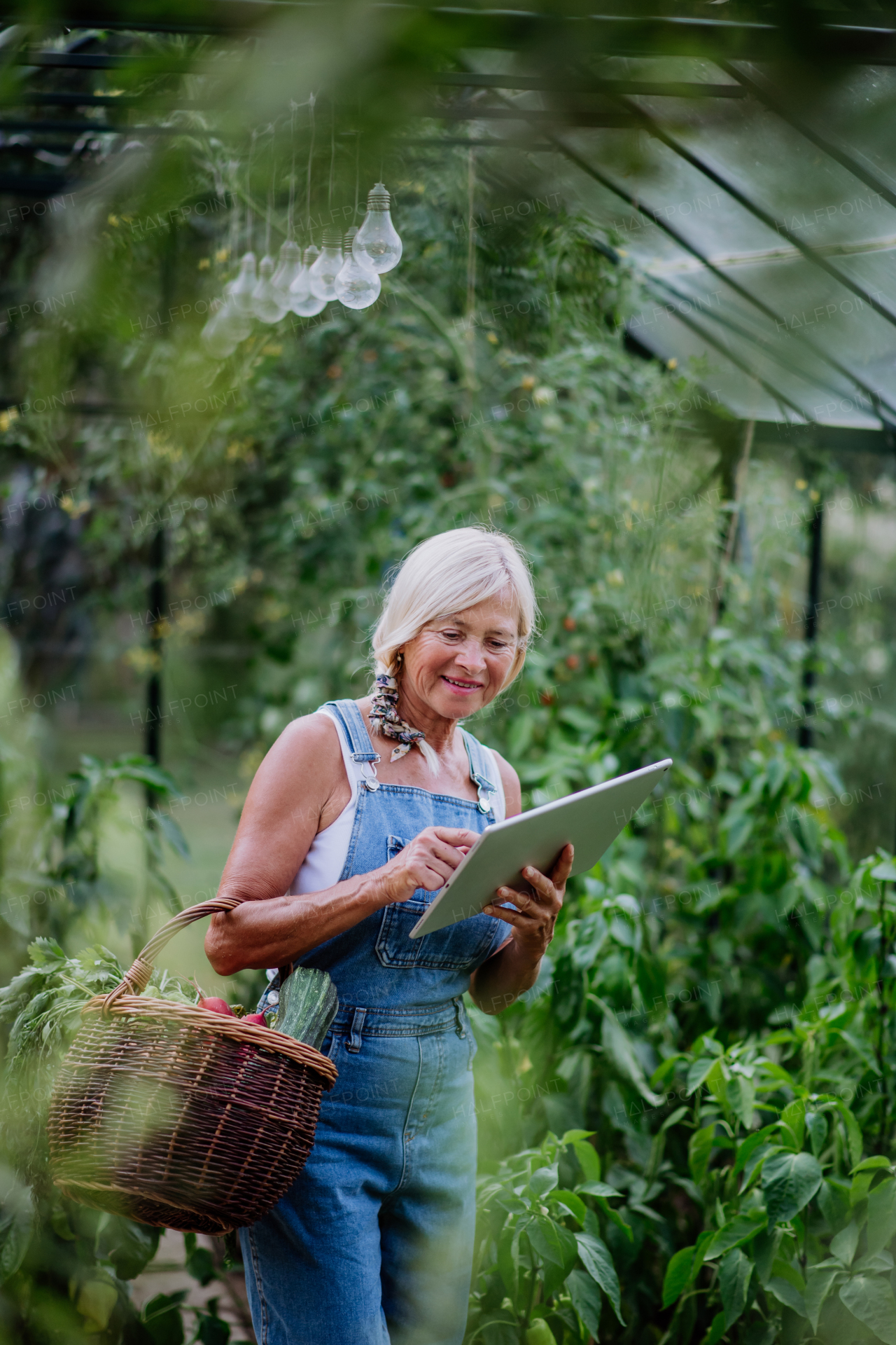 Senior woman using digital tablet and handling orders of her homegrown organic vegetables in greenhouse, small business concept.