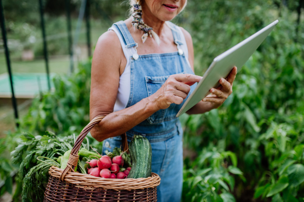 Senior woman using digital tablet and handling orders of her homegrown organic vegetables in greenhouse, small business concept.