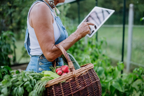 Close-up of senior woman using digital tablet and handling orders of her homegrown organic vegetables in greenhouse, small business concept.