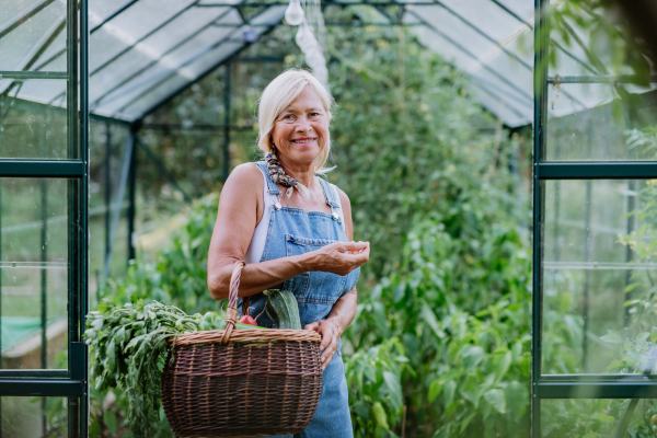 A senior woman farmer with harvested vegetables in basket, standying in front of greenhouse.