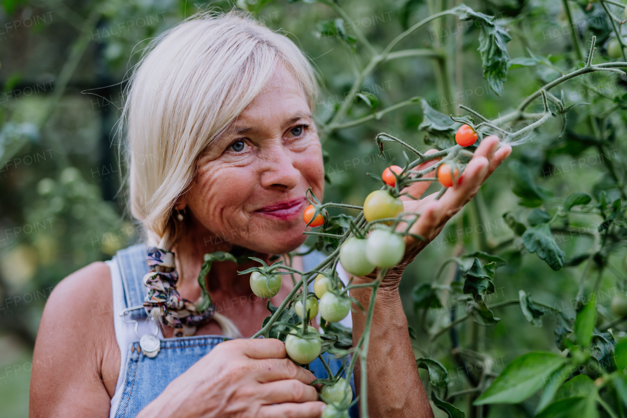 A senior woman farmer holding smelling tomatoes in greenhouse.