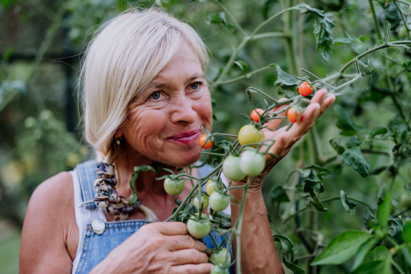 A senior woman farmer holding smelling tomatoes in greenhouse.