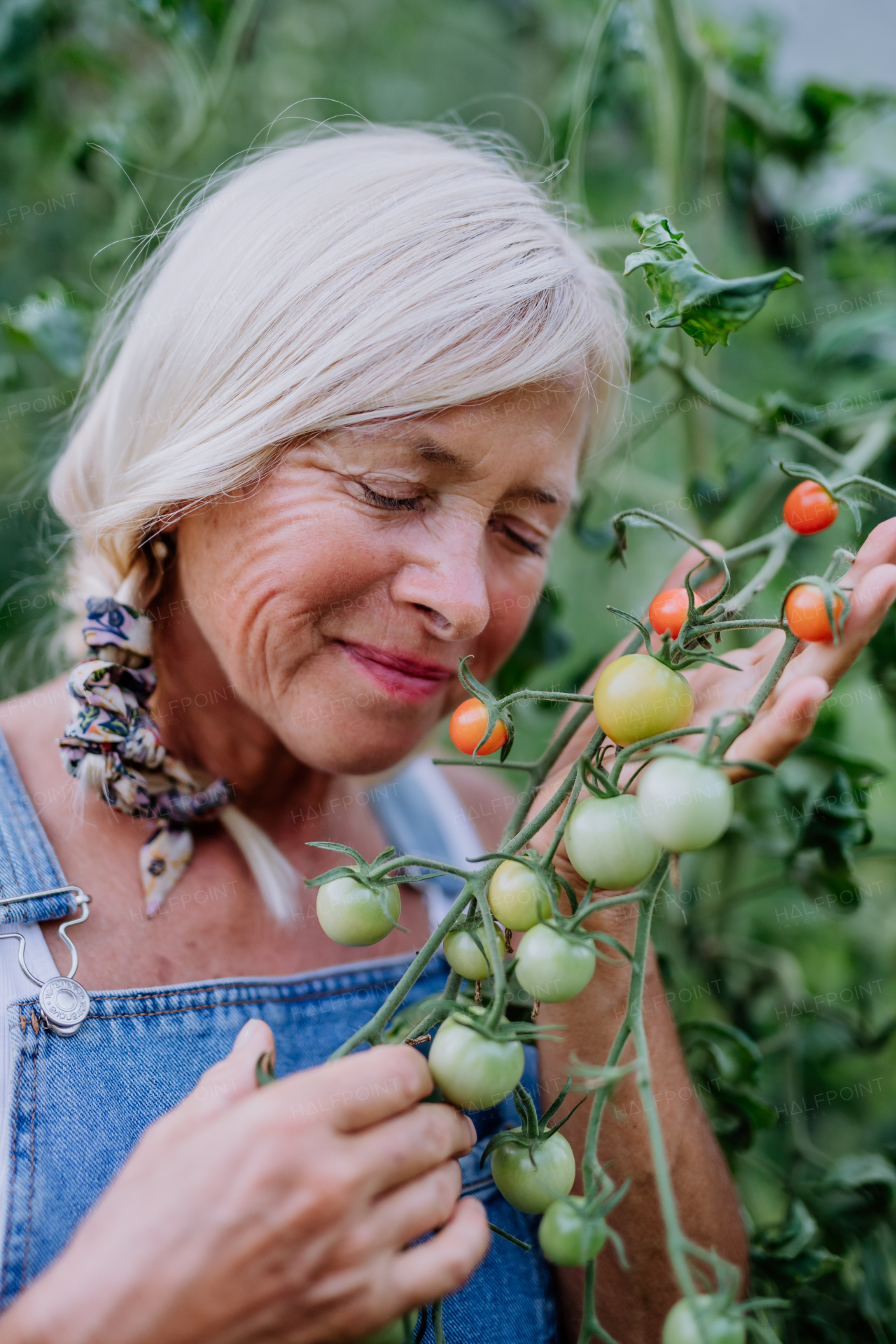 A senior woman farmer holding and smelling tomatoes in greenhouse.