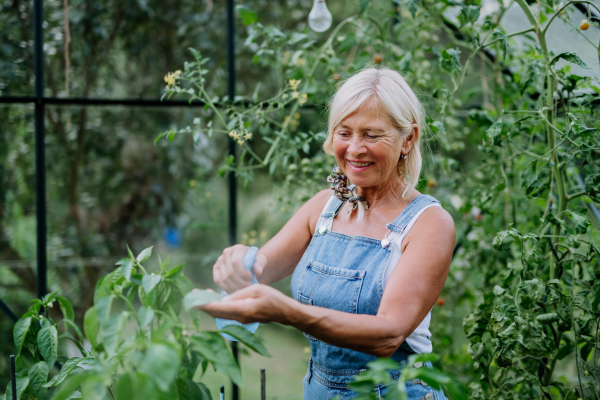 A senior woman in garden at home watering vegetables.