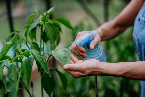 Close-up of senior woman watering plants leaves with sprayer.