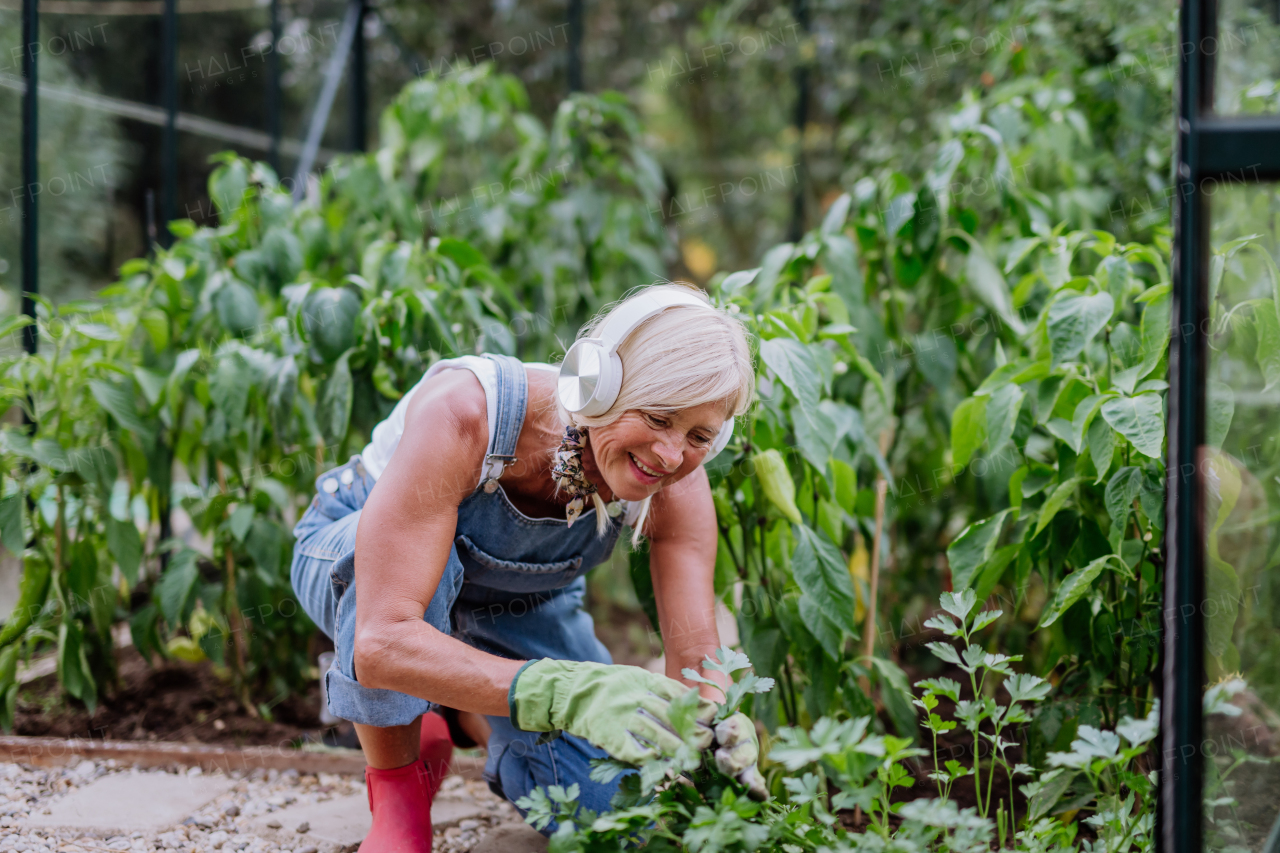 Senior woman taking care of plants in her greenhouse and listening music trough headphones.