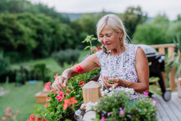 A mature woman in garden at home taking care of flowers.