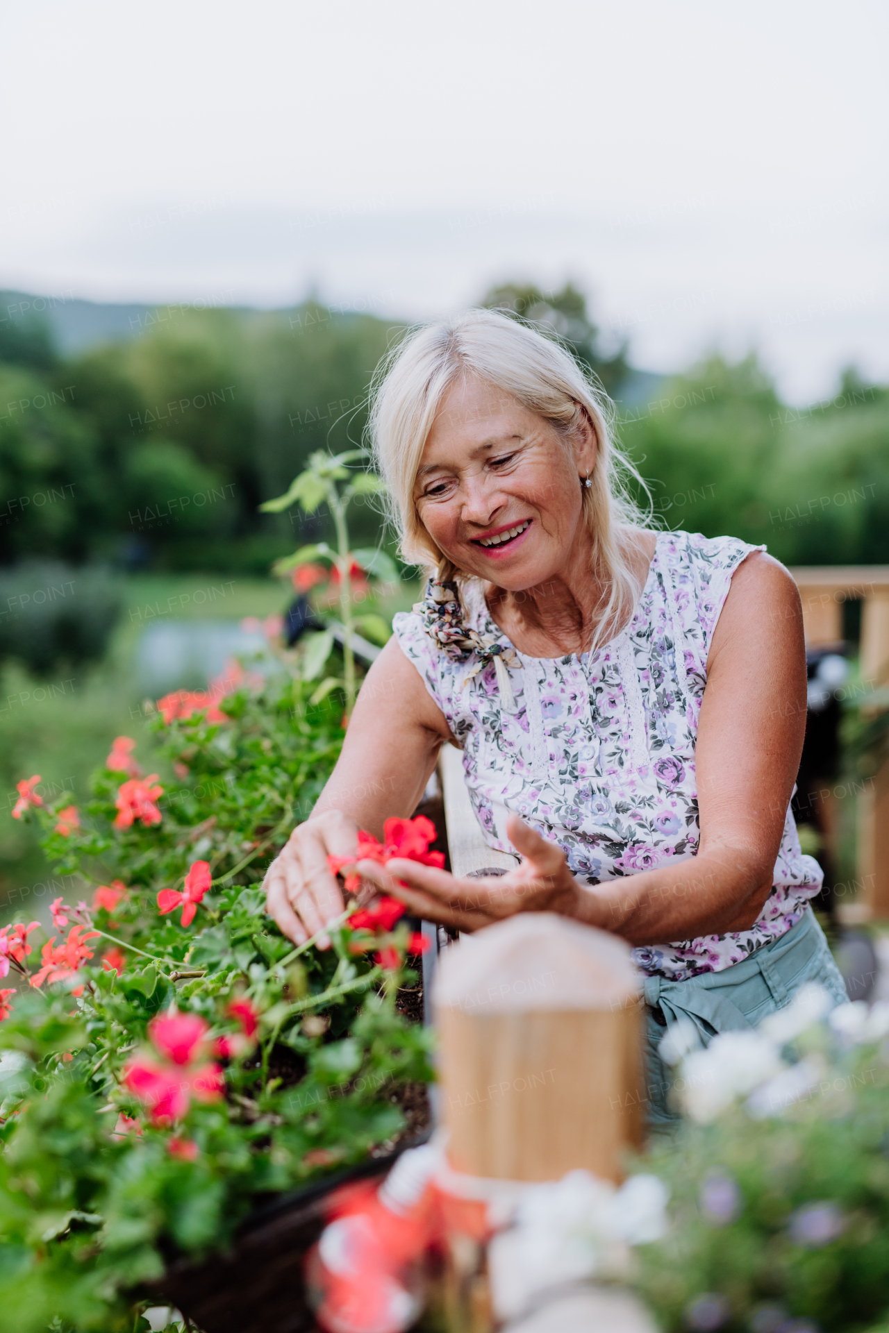 A senior woman in garden at home taking care of flowers.