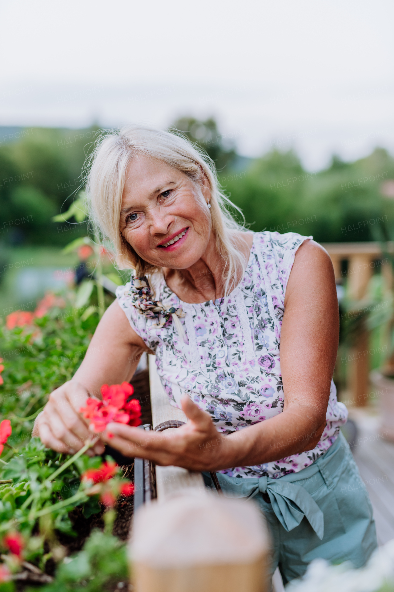 A senior woman in garden at home taking care of flowers.