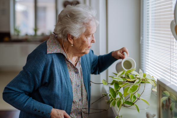 Senior woman watering flowers in the apartment.