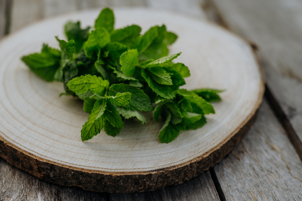 Close up of fresh lemon balm leaves on a plate. Homegrown herbs are used to prepare herbal tea. Lemon balm as a medicinal herb.