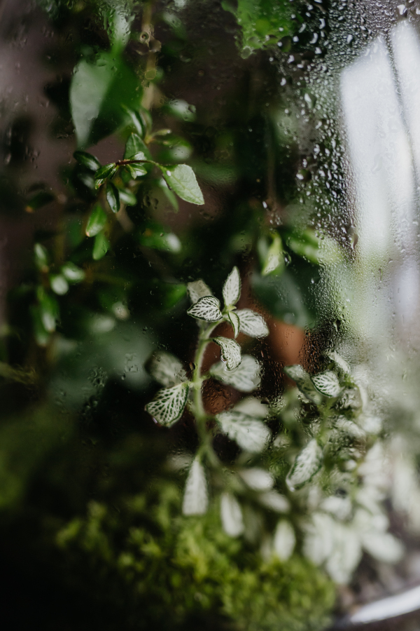 Close-up of a plant terrarium with a cork lid, showcasing petite plants thriving inside. The glass walls with droplets from water condensation. Concept of mini ecosystem.