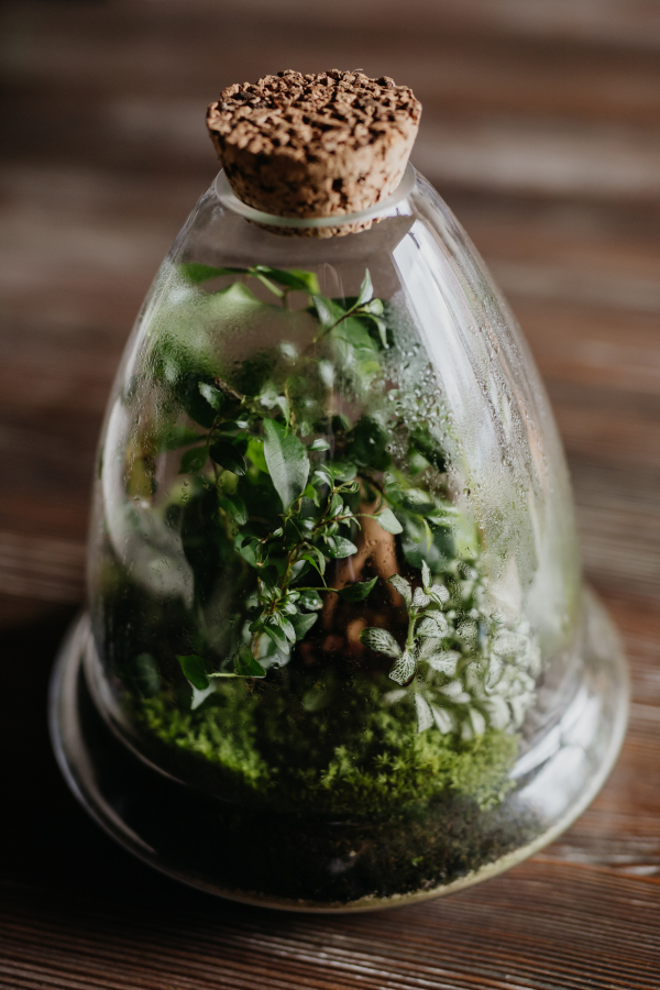 Close-up of a plant terrarium with a cork lid, showcasing petite plants thriving inside. The glass walls with droplets from water condensation. Concept of mini ecosystem.