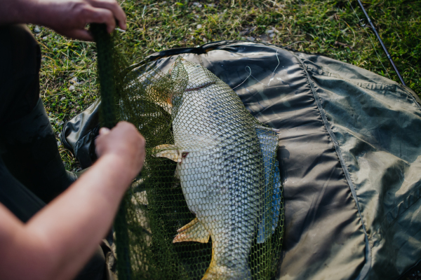 Close-up of a caught carp in fishing net. Fisherman fishing at a lake, caught a carp.