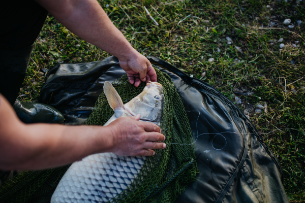 Close-up of a caught carp in fishing net. Fisherman fishing at a lake, caught a carp. Removing the hook from the fish's mouth before releasing it back into the water.