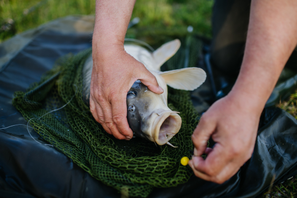 Close-up of a caught carp in fishing net. Fisherman fishing at a lake, caught a carp. Removing the hook from the fish's mouth before releasing it back into the water.