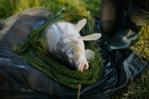 Close-up of a caught carp in fishing net. Fisherman fishing at a lake, caught a carp.