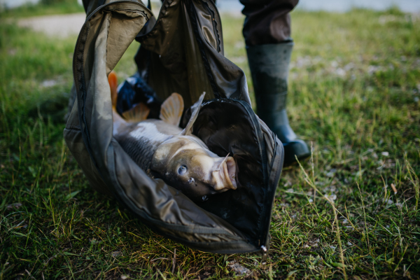 Close-up of a caught carp in fishing net. Fisherman fishing at a lake, caught a carp.