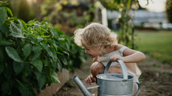 Little girl squatting by raised garden bed, holding metal watering can. Caring for a vegetable garden and growing, planting spring vegetables.