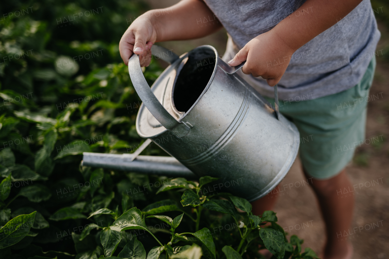 Close up on boy holding watering can, watering raised garden bed, holding metal watering can. Caring for a vegetable garden and growing, planting spring vegetables.