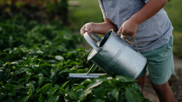 Young boy watering raised garden bed, holding metal watering can. Caring for a vegetable garden and growing, planting spring vegetables.