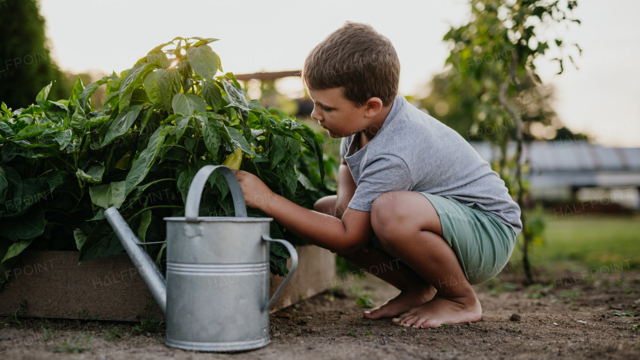 Young boy squatting by raised garden bed, holding metal watering can. Caring for a vegetable garden and growing, planting spring vegetables.