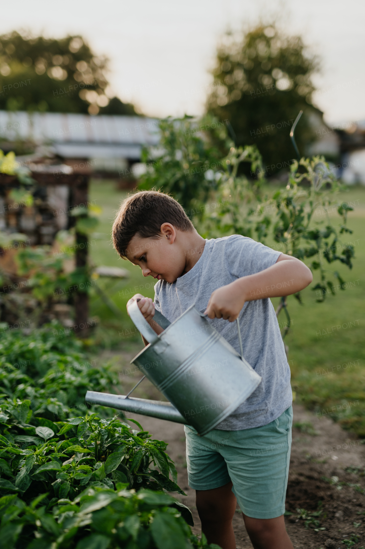 Young boy watering raised garden bed, holding metal watering can. Caring for a vegetable garden and growing, planting spring vegetables.