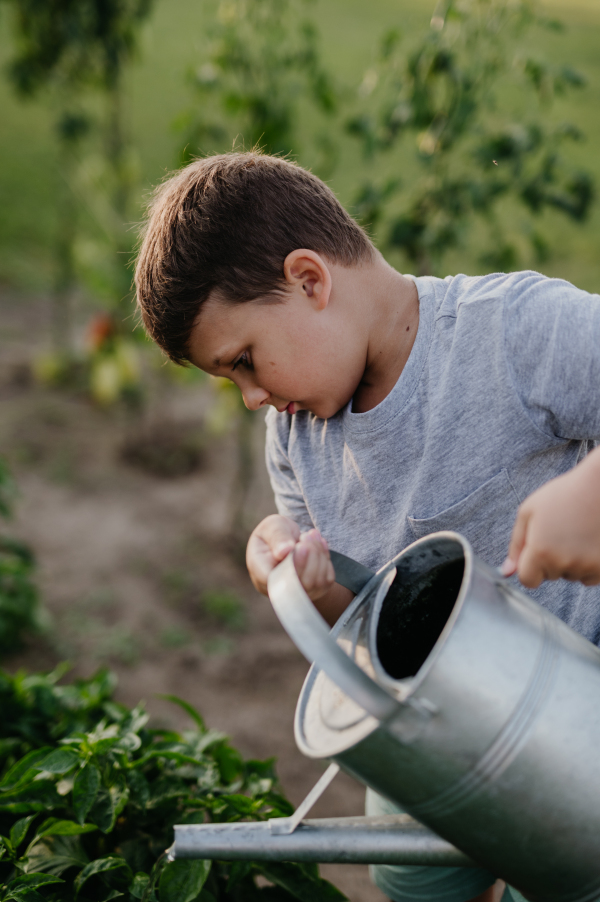 Young boy watering raised garden bed, holding metal watering can. Caring for a vegetable garden and growing, planting spring vegetables.