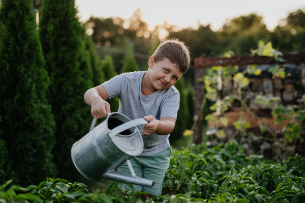 Young boy watering raised garden bed, holding metal watering can. Caring for a vegetable garden and growing, planting spring vegetables.