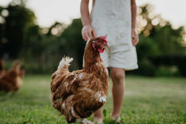 Little girl chasing chickens on a farm, running. Having fun during the holidays at her grandparents' countryside home.