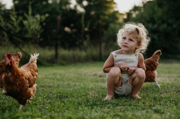 Little girl squating among chickens on a farm and chasing them. Having fun during the holidays at her grandparents' countryside home.