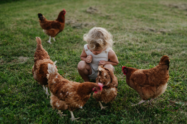 Little girl squating among chickens on a farm and chasing them. Having fun during the holidays at her grandparents' countryside home.