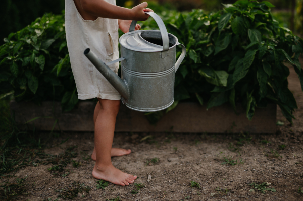 Close up on boy's bare feet while watering raised garden bed, holding metal watering can. Caring for a vegetable garden and growing, planting spring vegetables.