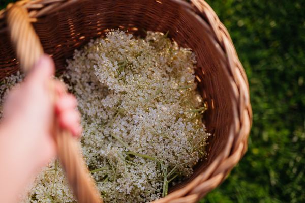 Basket full of picked elderflowers. Elderflower as a part of herbal medicine, baking, making elderflower syrup or jam.