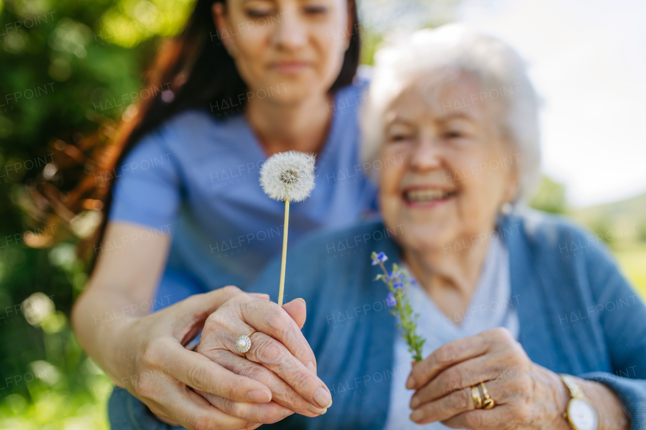 Caregiver and senior woman in wheelchair holding dandelion, picking wild flowers. Nurse and elderly woman enjoying a warm day in nursing home, public park.