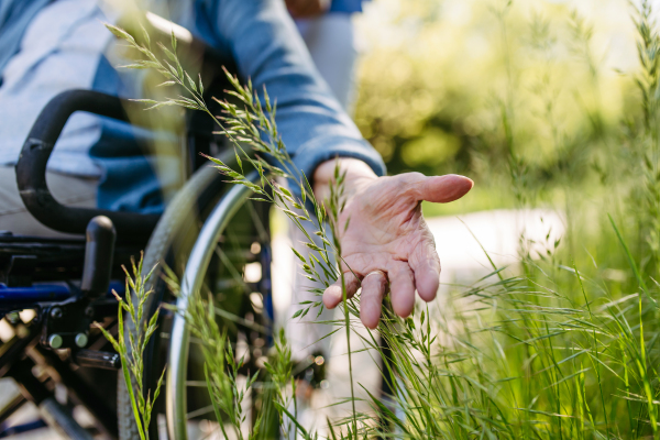 Caregiver and senior woman in wheelchair picking wild flowers. Nurse and elderly woman enjoying a warm day in nursing home, public park.