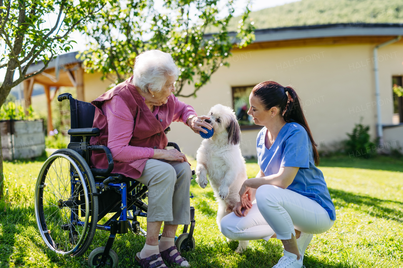 Female caregiver showing cute dog to senior woman in wheelchair. Nurse and elderly woman enjoying a warm day outdoors, in garden.