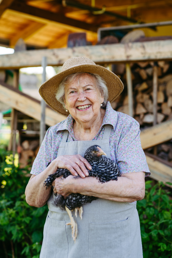 Elderly woman holding chicken. Happy old farmer is delighted with her livestock.