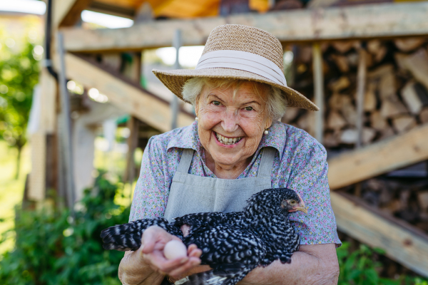 Elderly woman holding chicken and the egg it laid. Happy old farmer is delighted with her livestock.