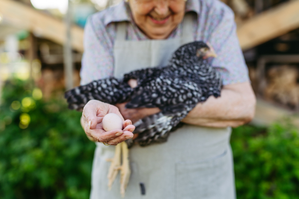 Elderly woman holding chicken and the egg it laid. Happy old farmer is delighted with her livestock.