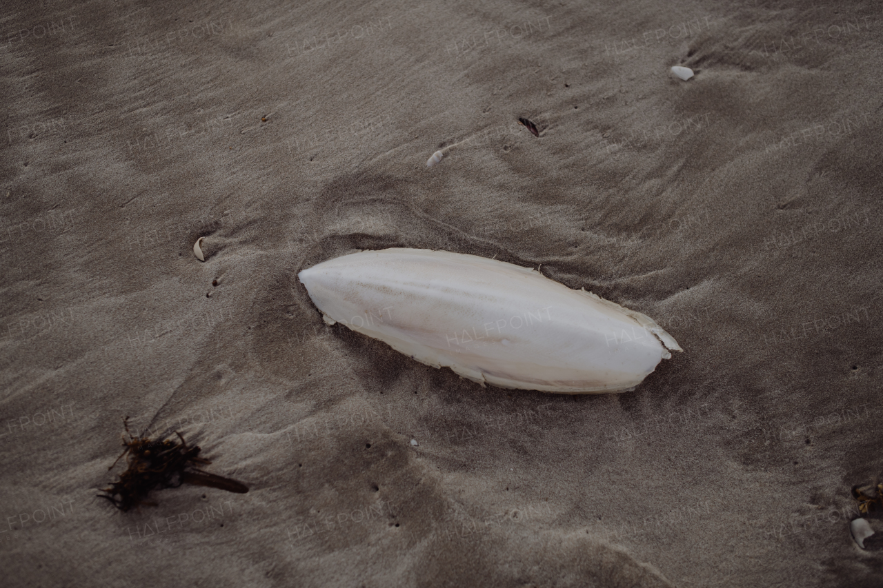 Close-up of sepia bone on a beach.