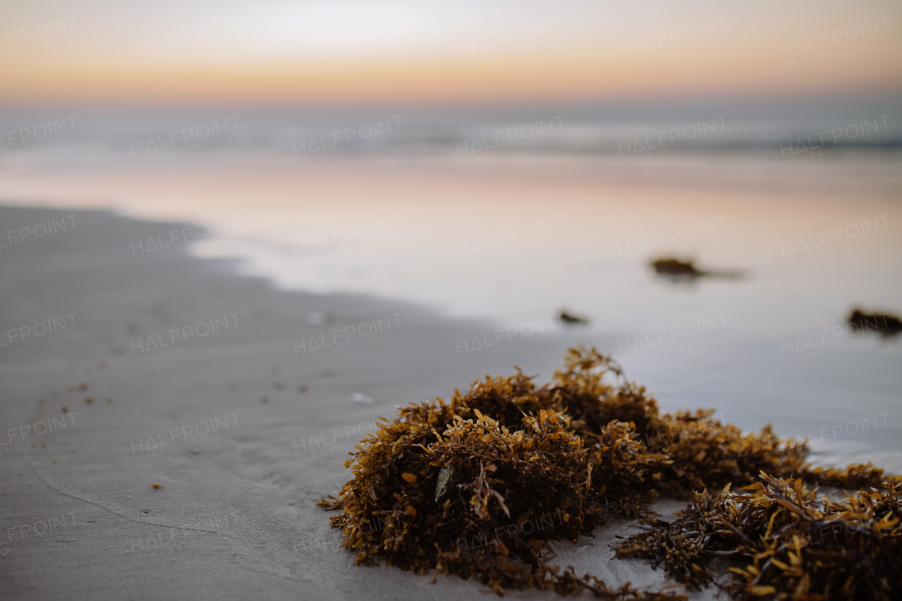 Close-up of an algae on the beach after sunset.