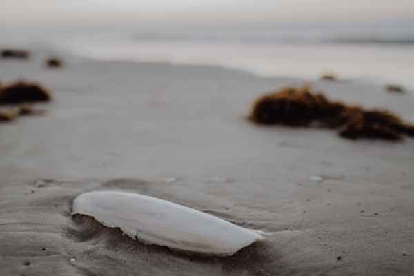 Close-up of sepia bone on a beach.