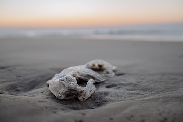 Close-up of a rubish on a beach.