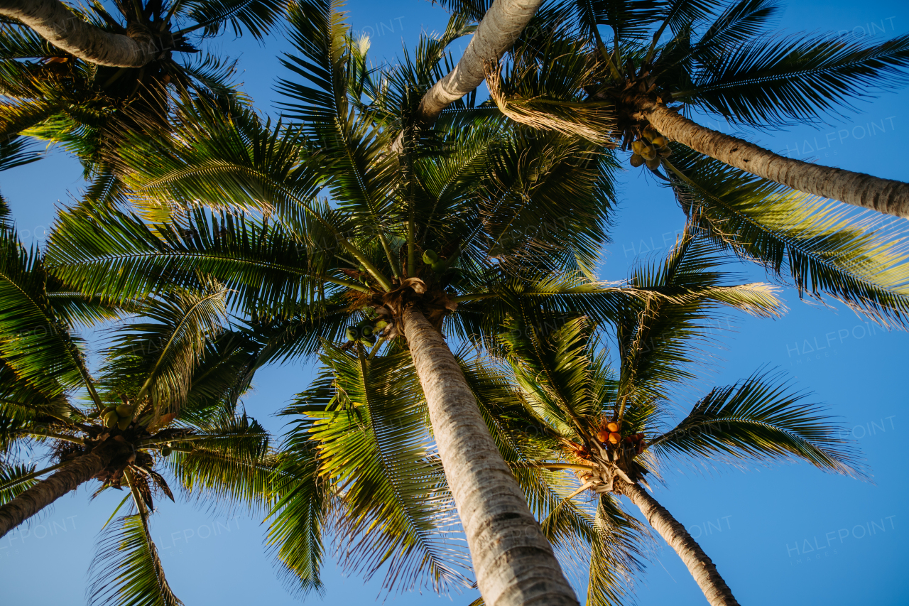 Low angle view of the palm trees, sunny weather.