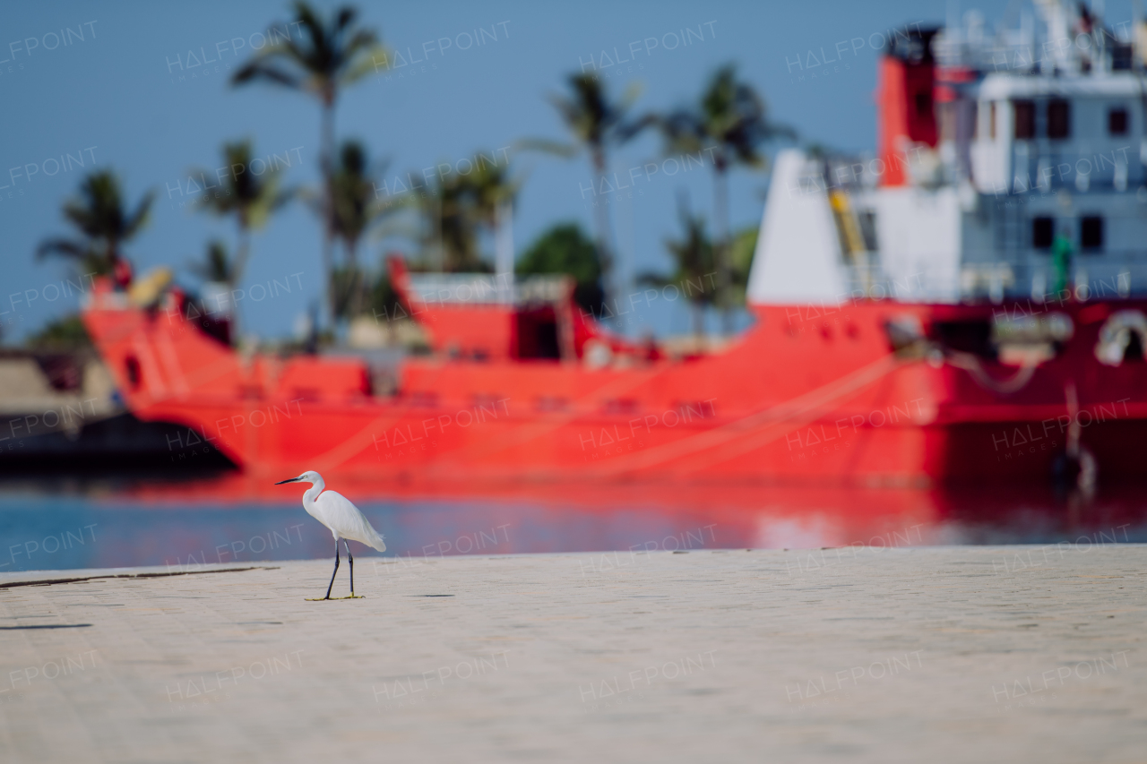 Landscape of a sea bird, palm trees and big red boat.