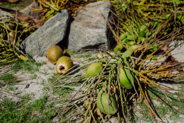 Close up of coconuts from a palm tree.