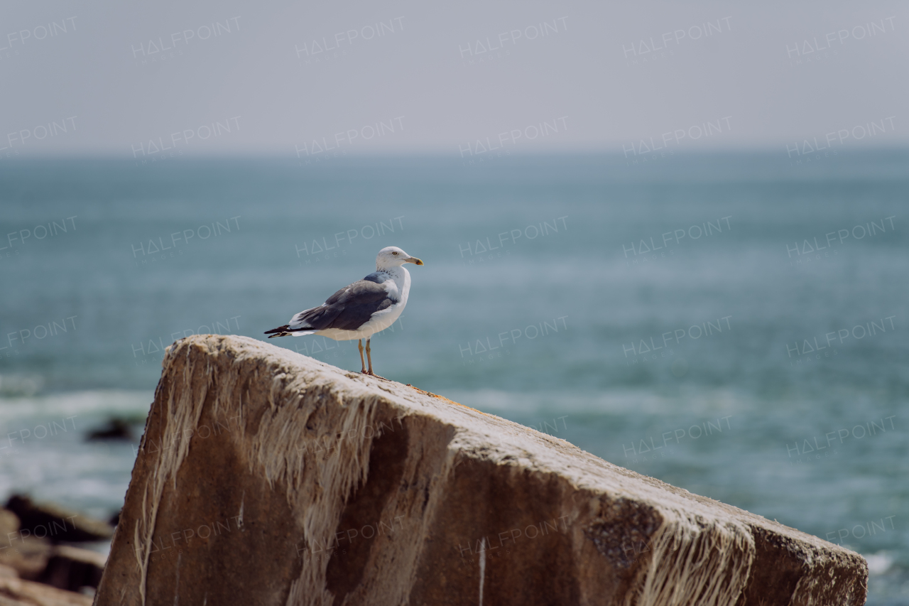 Close-up of seagul on stone, near the ocean.